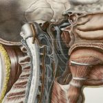 Các bác sĩ vừa phát hiện ra một bộ phận bí mật trong vùng đầu của người
