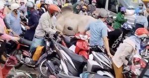 Tại sao bò tấn công con người?