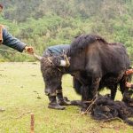 Bộ tộc sống dựa vào những con bò
