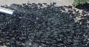 Hạn hán chưa từng thấy ở Úc tạo ra cảnh kỳ lạ này