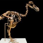 Tham vọng hồi sinh loài chim dodo đã tuyệt chủng hơn 500 năm