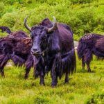 Tại sao những người chăn nuôi lại muốn bò yak nhà lai tạo với bò yak hoang dã?
