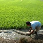 Chống xâm mặn hiệu quả bằng biện pháp thủ công