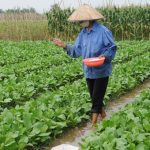 Nitrat – Hiểm họa từ việc lạm dụng phân bón
