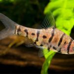 Những sinh vật mới tại rừng nhiệt đới Borneo