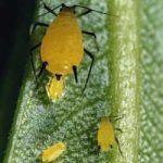 Bọ rùa Aphis – kẻ tử thù của Nha trùng