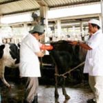 Đồng Nai: Nghiên cứu ứng dụng kỹ thuật cấy truyền phôi động vật trong việc nhân giống bò thịt, bò sữa cao sản