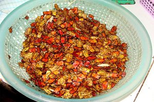 Bọ xít hôi nhất được… ăn nhiều nhất