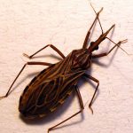 Tìm ra virus liên quan đến loại côn trùng hút máu