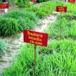 Loại cỏ giúp giảm khí nhà kính