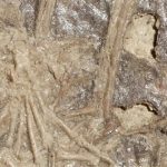 Bữa ăn cuối cùng gây bất ngờ của khủng long microraptor