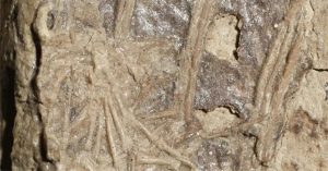 Bữa ăn cuối cùng gây bất ngờ của khủng long microraptor