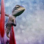 20 bức ảnh hoàn hảo không hề photoshop