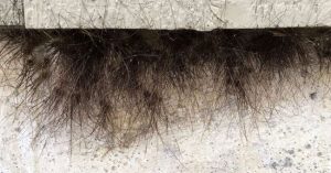 Sự thật kinh dị đằng sau bức tường của tòa nhà tự nhiên mọc lông