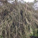 Quá hiếm: Bụi hoa tre to như chuồng nhốt trâu, bò ở Quảng Ngãi