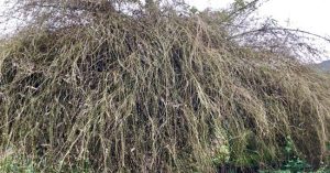 Quá hiếm: Bụi hoa tre to như chuồng nhốt trâu, bò ở Quảng Ngãi