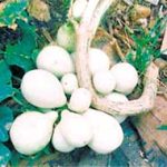 Bụi bầu kỳ lạ