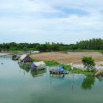Bảo vệ các loài cá quý hiếm tại búng Bình Thiên