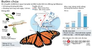 Mức CO2 gia tăng đe dọa loài bướm chúa
