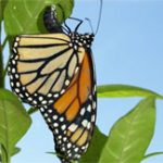 Bướm Hoàng đế đối mặt mối đe dọa từ con người