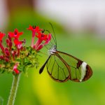 Khám phá loài bướm có đôi cánh như pha lê