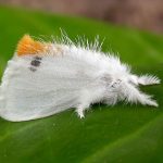 Ban bố lệnh giới nghiêm vì bướm