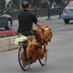 Hong Kong xác nhận ca nhiễm H7N9 đầu tiên