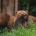 Với mặt gấu, miệng cáo, chân có màng và răng giống mèo, liệu Bush dog có thực sự là một loại chó?