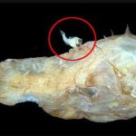 Kiểu sinh sản kỳ quặc của loài cá quỷ Anglerfish