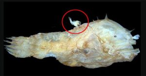 Kiểu sinh sản kỳ quặc của loài cá quỷ Anglerfish