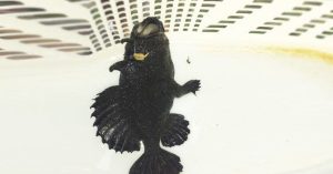 Sốc: Bắt được cá có 3 chân