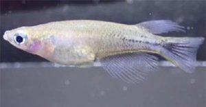 Loài cá kỳ lạ chuyển màu đen khi bị chọc giận