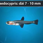 Những loài cá nắm giữ kỷ lục trong tự nhiên