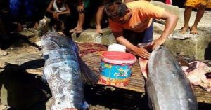 Ngư dân đánh bắt được cá lớn với những hoa văn bí ẩn trên mình cá