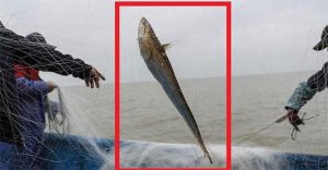 Con cá hơn 3 lạng có giá bằng 4 cây vàng