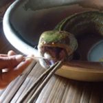 Bắt được cá “đầu rắn, lưỡi lợn”