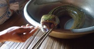 Bắt được cá “đầu rắn, lưỡi lợn”