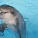 Hình ảnh đau lòng: Cá heo con mắc cạn ở Florida chứa đầy rác thải nhựa trong bụng