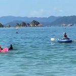 Cá heo đâm gãy xương sườn người đi biển
