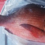 Dấu hiệu nhận biết ngộ độc cá Hồng