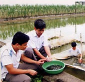 Sản xuất cá lăng chấm bằng phương pháp nhân tạo