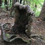 Cây “ma cà rồng” trong rừng rậm New Zealand