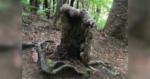 Cây “ma cà rồng” trong rừng rậm New Zealand