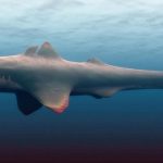 Không phải Megalodon, đây mới là kẻ đầu tiên “thống trị” đại dương