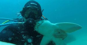 Chú “baby shark” khác lạ, thích gần gũi và được chơi đùa với con người