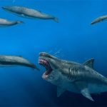 Cá mập megalodon có thể ăn thịt cá voi sát thủ