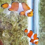 Lần đầu tiên, Viện Hải dương học Nha Trang lai tạo thành công cá hề nemo