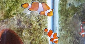 Lần đầu tiên, Viện Hải dương học Nha Trang lai tạo thành công cá hề nemo