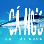 Các nhà khoa học đang thuần hóa cá ngừ vây xanh để có đủ nguyên liệu làm sushi