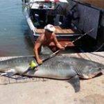 Bắt được cá nhám hổ nặng gần 400kg